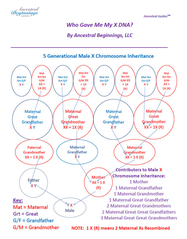 Who Gave Me My X DNA? Ancestral Guide - PDF eBook